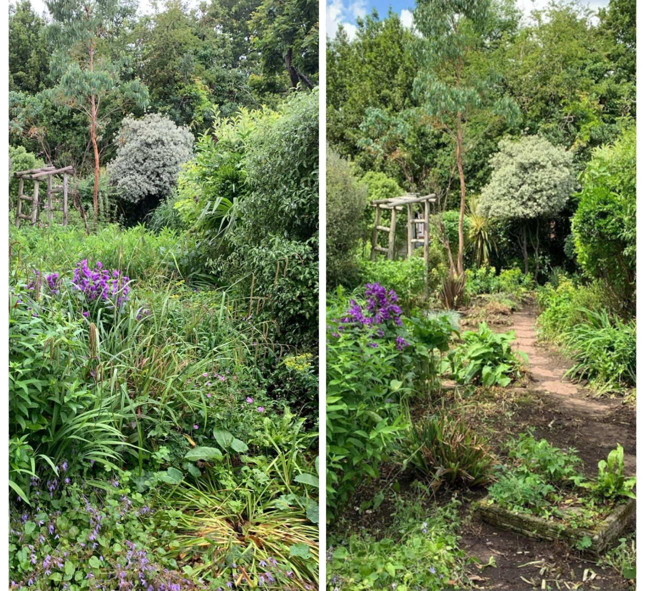 Garden before and after clearance showing cleared path