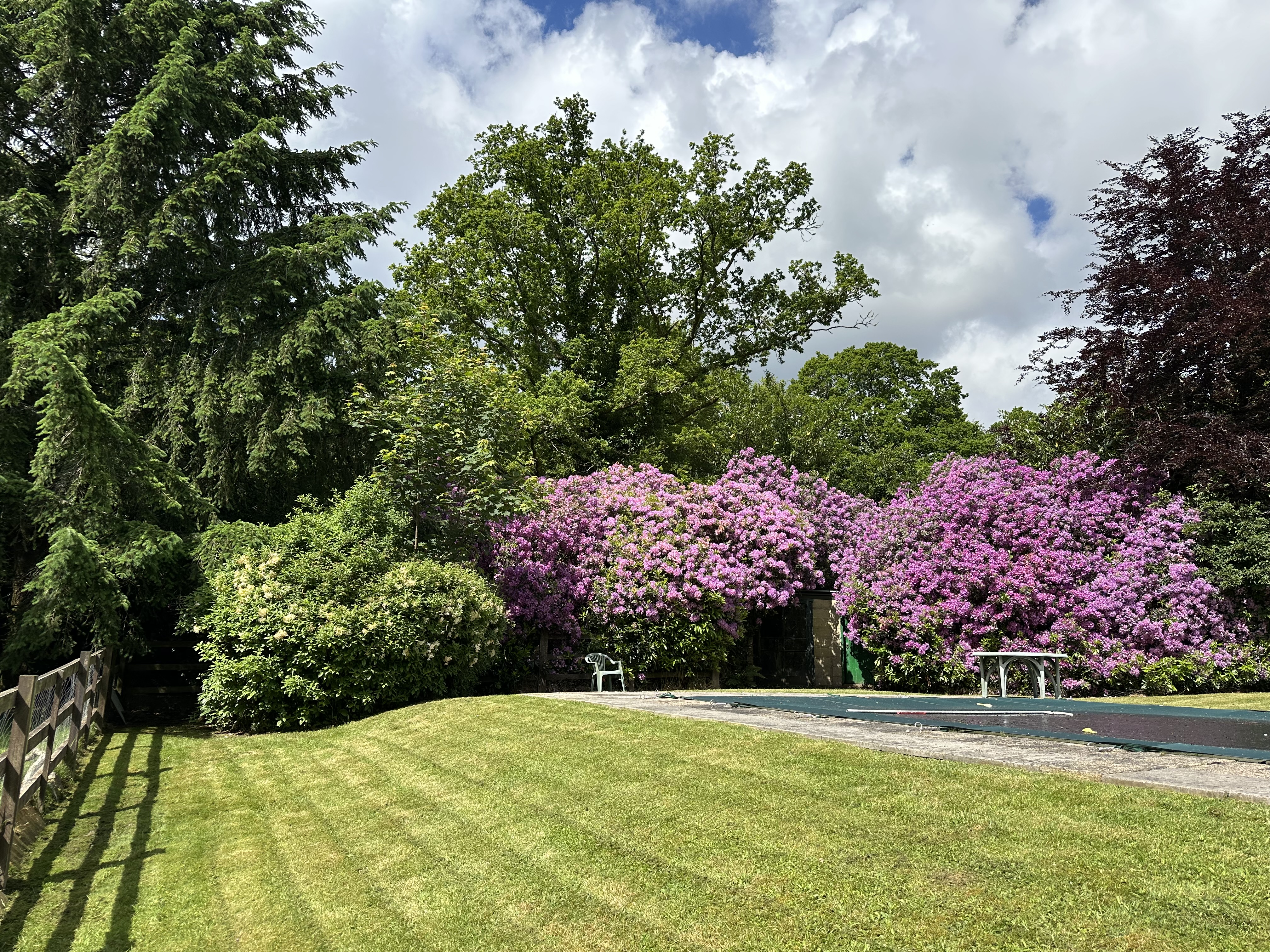 Large lawn with flowering rhododendrons